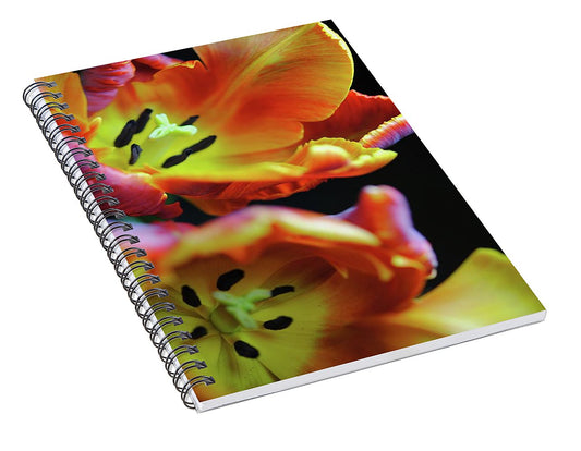 Orange Open Parrot Tulips - Spiral Notebook