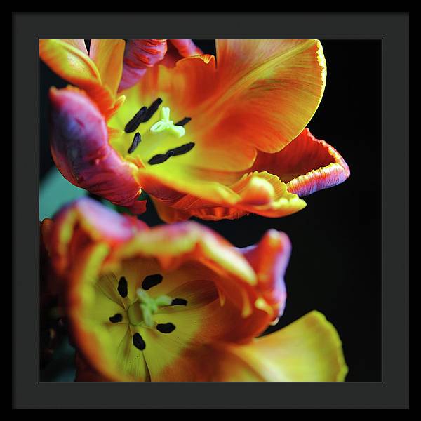 Orange Open Parrot Tulips - Framed Print