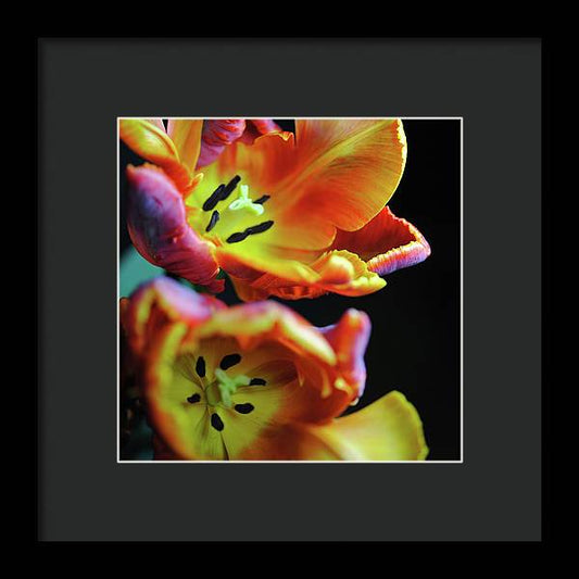 Orange Open Parrot Tulips - Framed Print