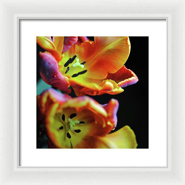 Orange Open Parrot Tulips - Framed Print