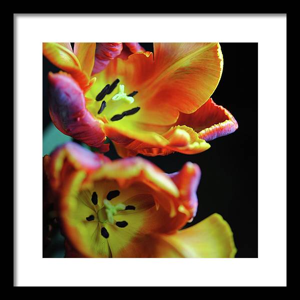 Orange Open Parrot Tulips - Framed Print