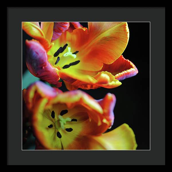 Orange Open Parrot Tulips - Framed Print