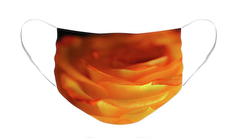Orange Rose Close Up - Face Mask