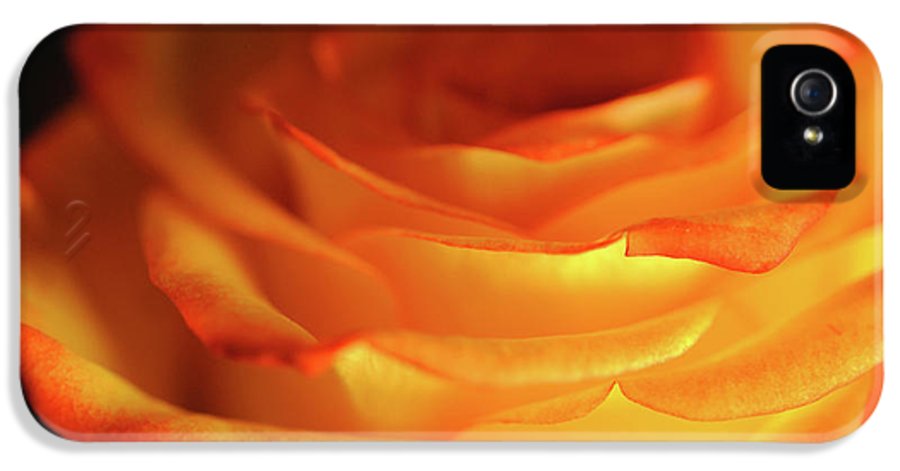 Orange Rose Close Up - Phone Case