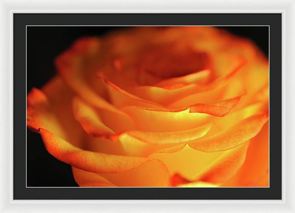 Orange Rose Close Up - Framed Print