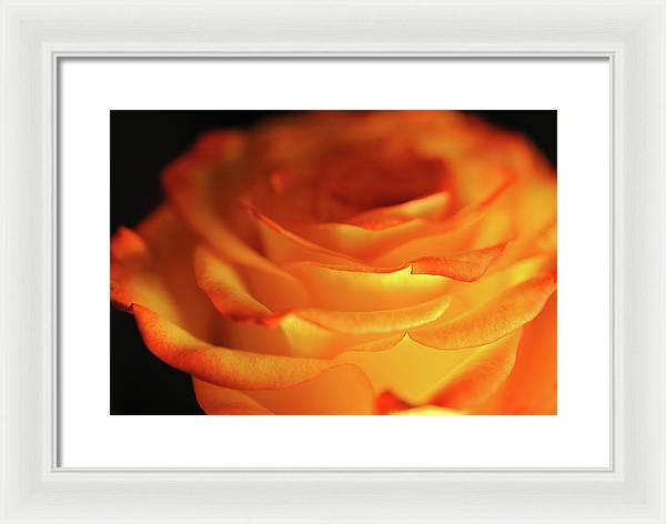 Orange Rose Close Up - Framed Print