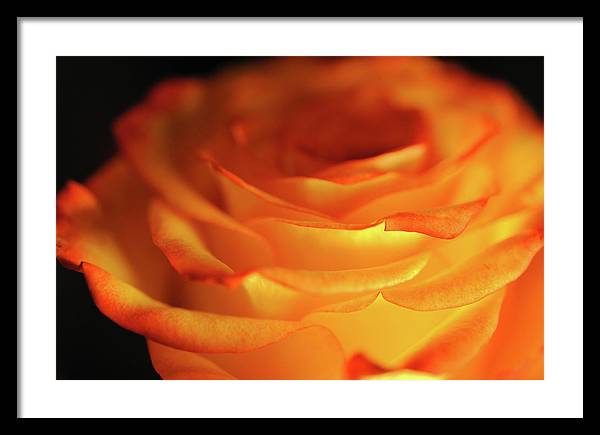 Orange Rose Close Up - Framed Print
