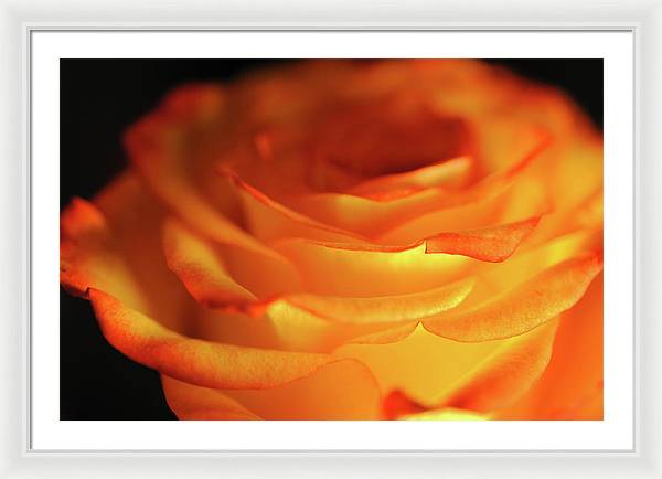 Orange Rose Close Up - Framed Print