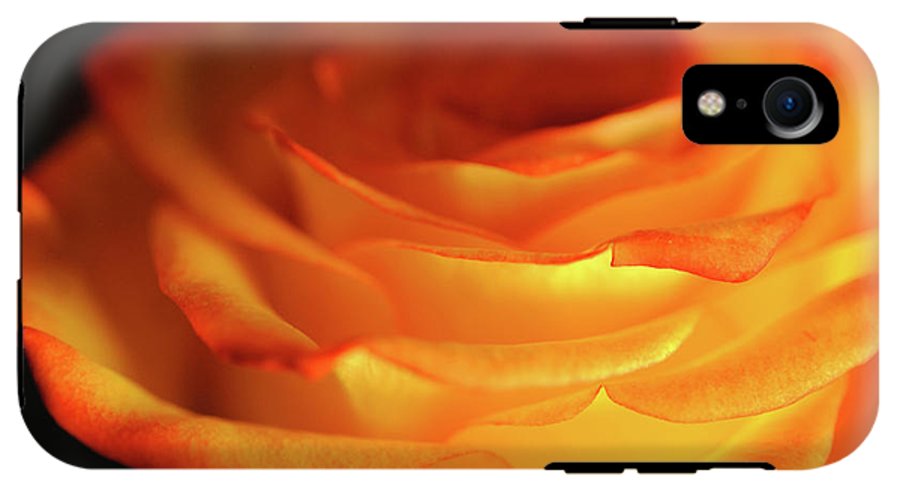 Orange Rose Close Up - Phone Case