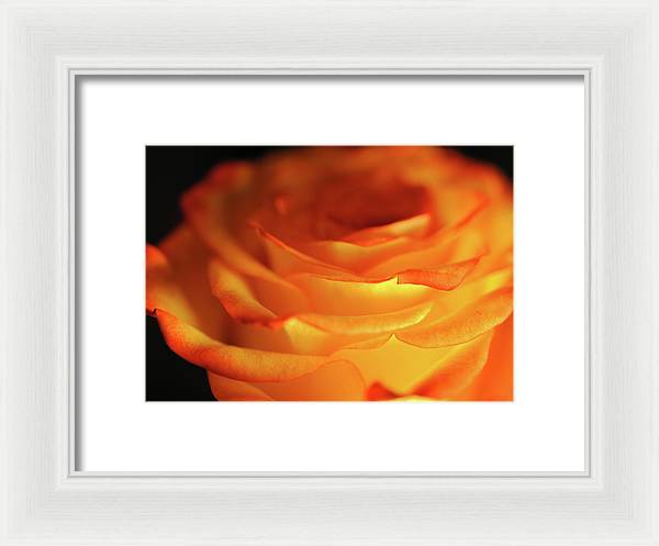 Orange Rose Close Up - Framed Print