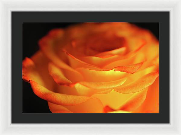 Orange Rose Close Up - Framed Print