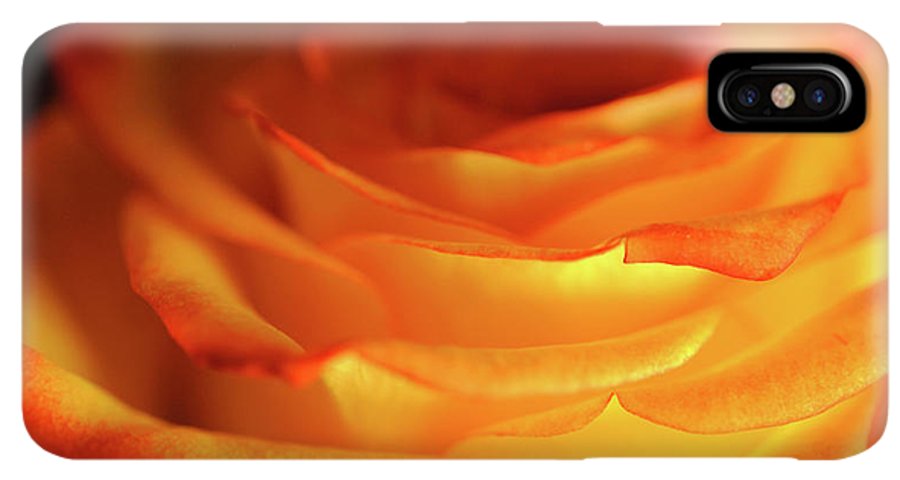 Orange Rose Close Up - Phone Case