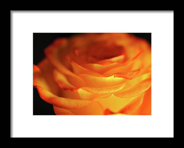 Orange Rose Close Up - Framed Print