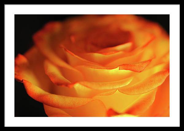 Orange Rose Close Up - Framed Print