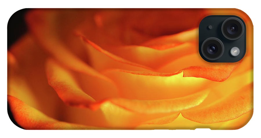 Orange Rose Close Up - Phone Case