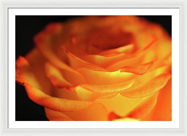 Orange Rose Close Up - Framed Print