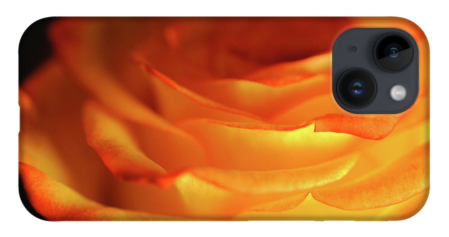 Orange Rose Close Up - Phone Case