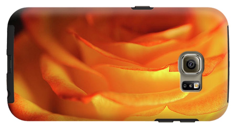 Orange Rose Close Up - Phone Case