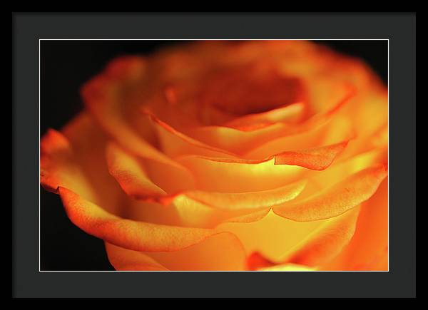 Orange Rose Close Up - Framed Print