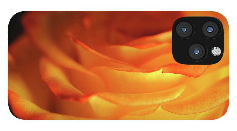 Orange Rose Close Up - Phone Case