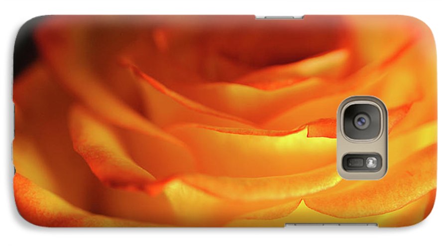 Orange Rose Close Up - Phone Case