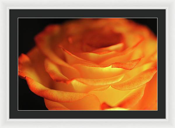 Orange Rose Close Up - Framed Print