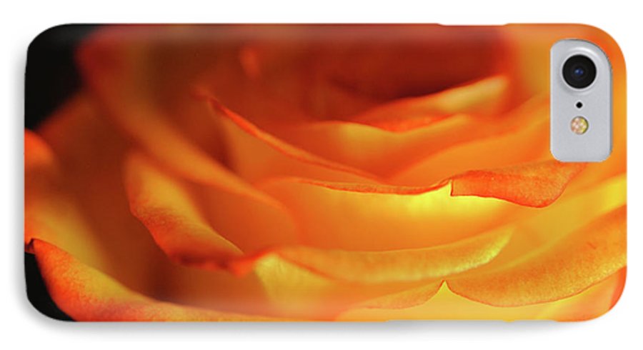 Orange Rose Close Up - Phone Case