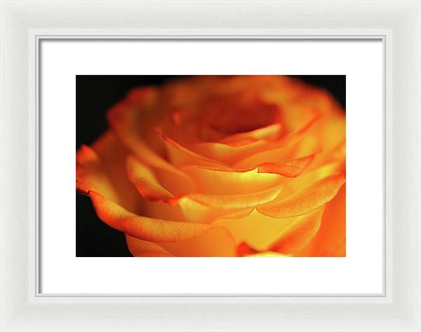 Orange Rose Close Up - Framed Print