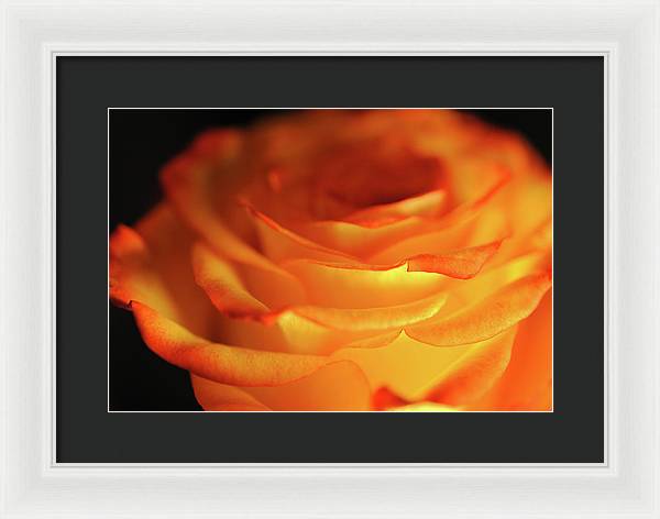 Orange Rose Close Up - Framed Print