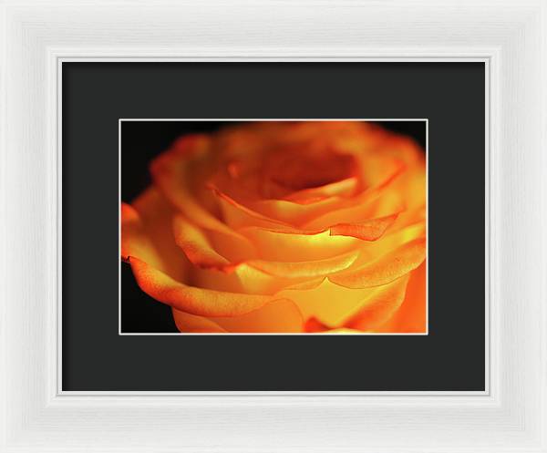 Orange Rose Close Up - Framed Print
