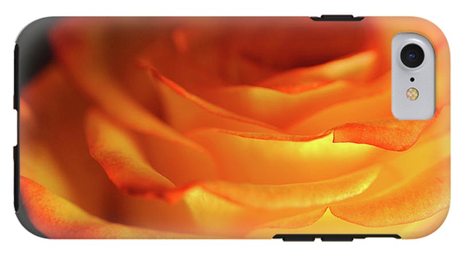 Orange Rose Close Up - Phone Case