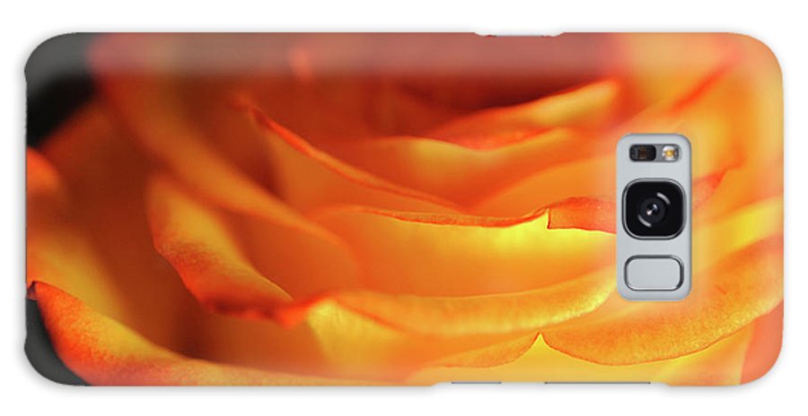 Orange Rose Close Up - Phone Case