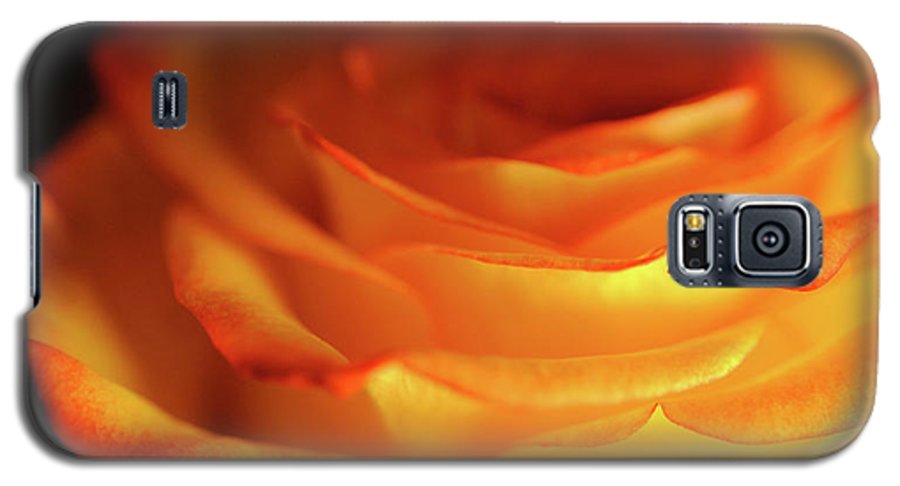 Orange Rose Close Up - Phone Case