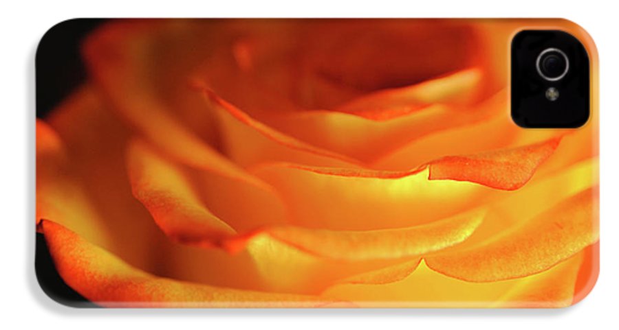 Orange Rose Close Up - Phone Case