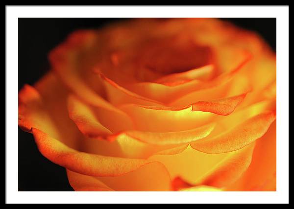 Orange Rose Close Up - Framed Print