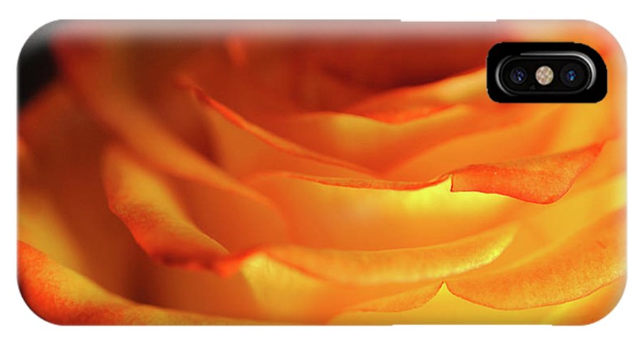 Orange Rose Close Up - Phone Case