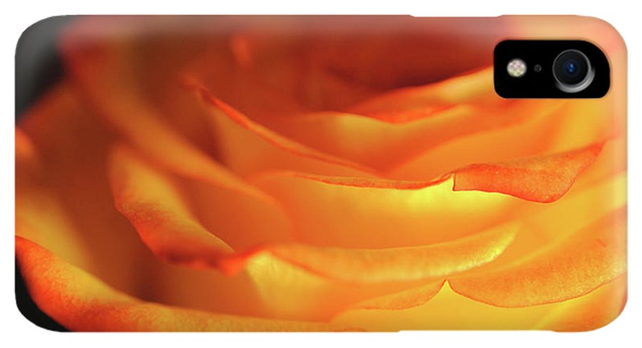Orange Rose Close Up - Phone Case