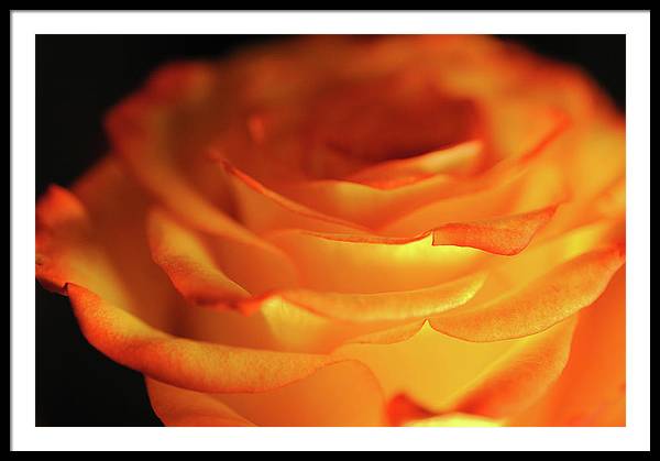 Orange Rose Close Up - Framed Print