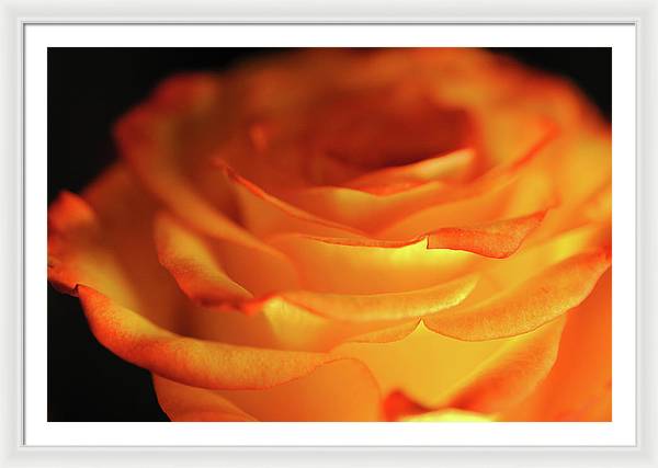 Orange Rose Close Up - Framed Print