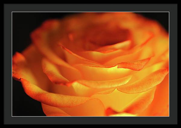 Orange Rose Close Up - Framed Print