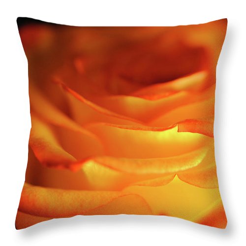 Orange Rose Close Up - Throw Pillow
