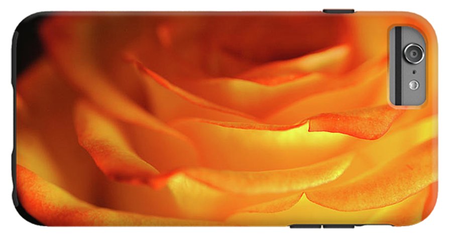 Orange Rose Close Up - Phone Case