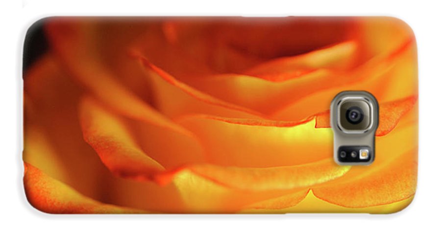 Orange Rose Close Up - Phone Case