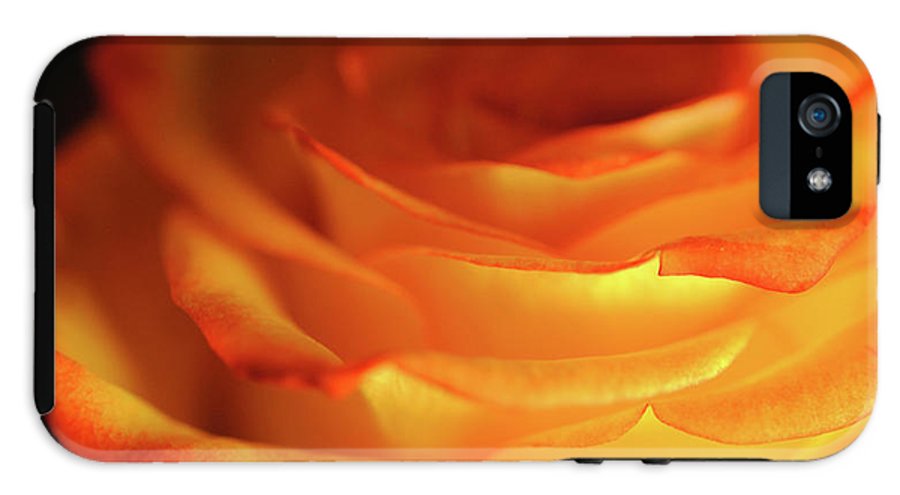 Orange Rose Close Up - Phone Case