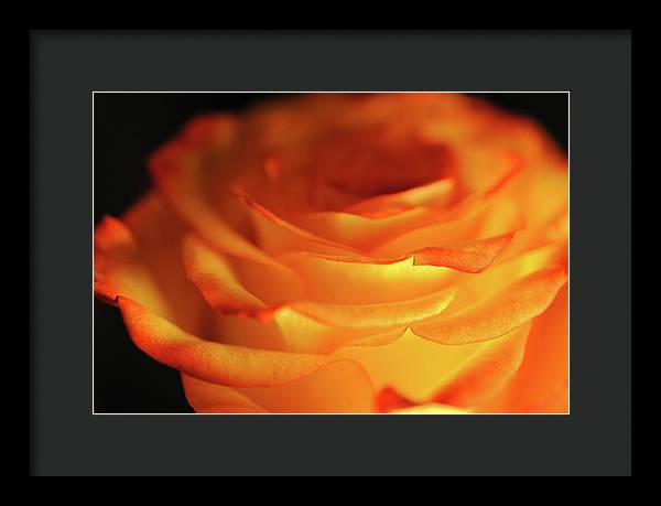 Orange Rose Close Up - Framed Print