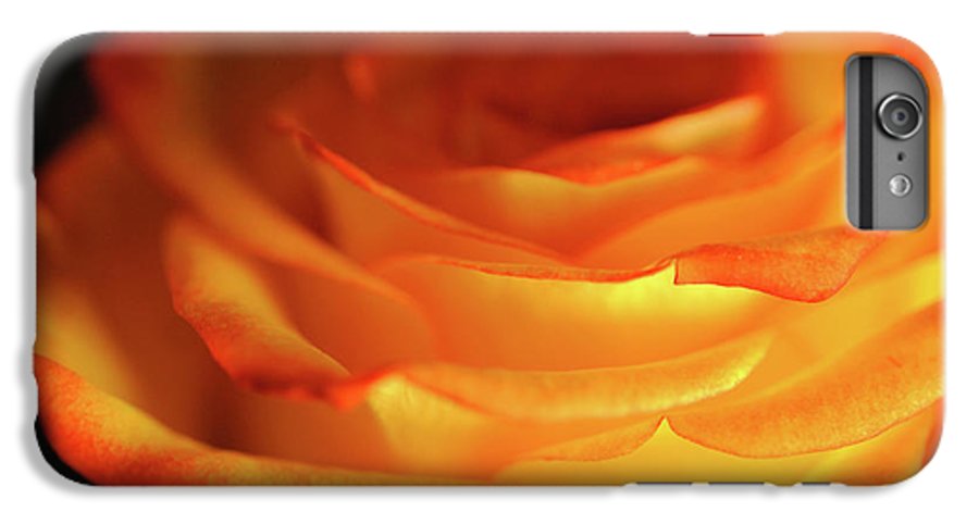 Orange Rose Close Up - Phone Case