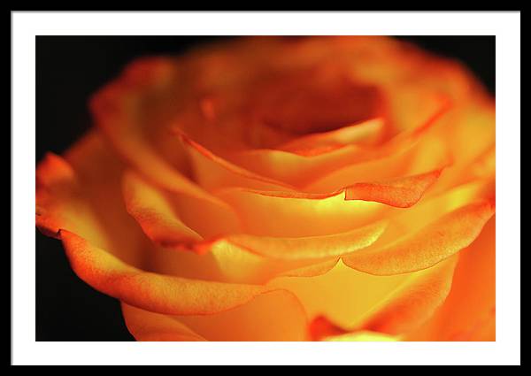 Orange Rose Close Up - Framed Print