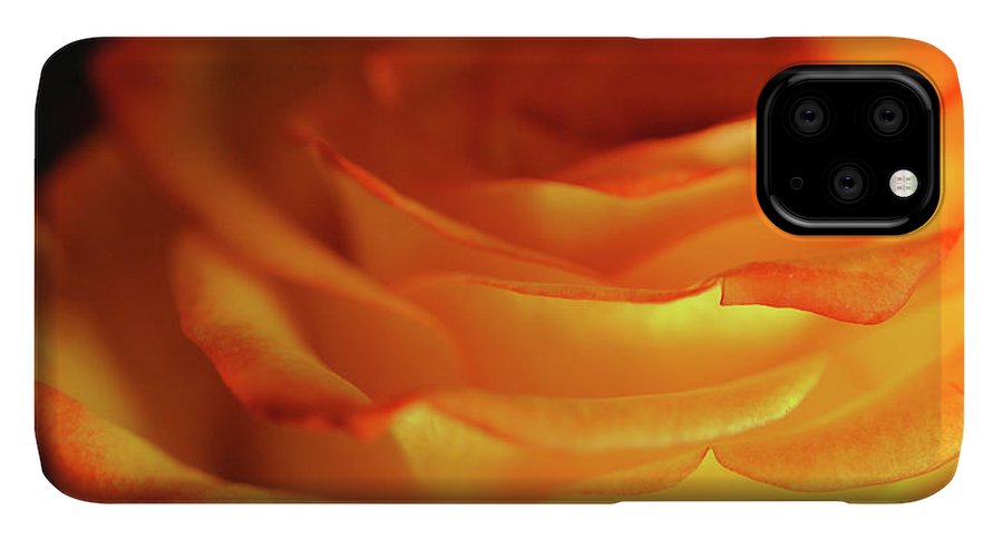 Orange Rose Close Up - Phone Case