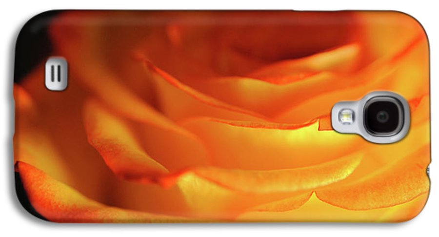 Orange Rose Close Up - Phone Case