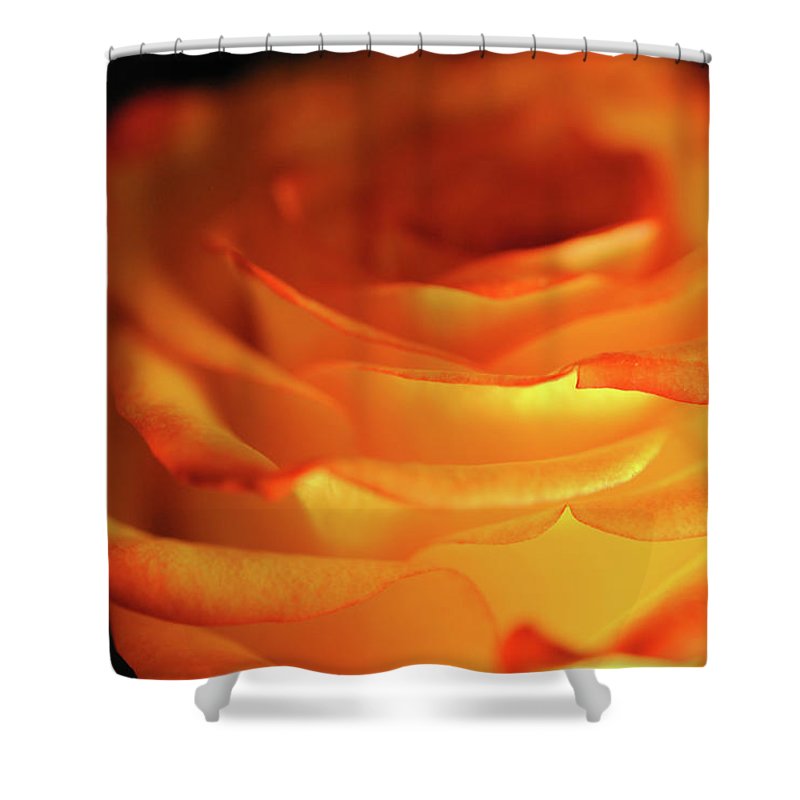 Orange Rose Close Up - Shower Curtain